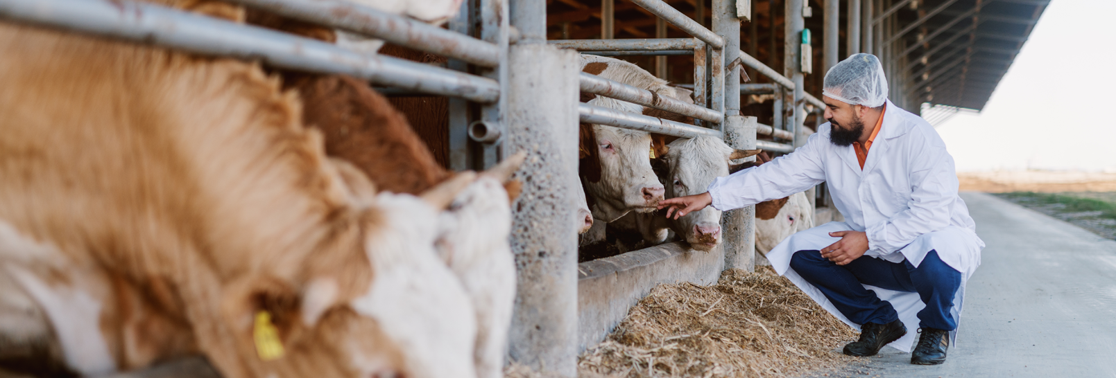 Veterinary-attending-cows